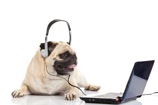 Beyaz arka plan üzerinde callcenter izole kulaklık ile pug köpek