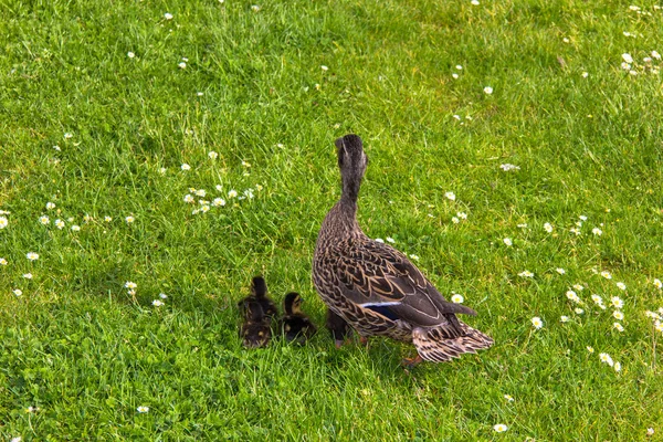 Anka med ducklings.walk i staden — Stockfoto