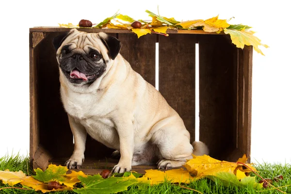 Cane carlino isolato su sfondo bianco, autunno — Foto Stock