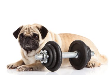 Beyaz arka plan üzerinde izole pug köpek halter