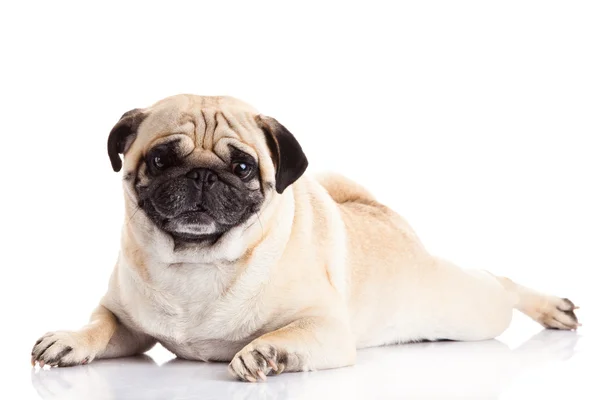 Perro pug aislado sobre fondo blanco — Foto de Stock