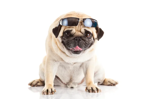 Pug dog glazen geïsoleerd op witte achtergrond — Stockfoto