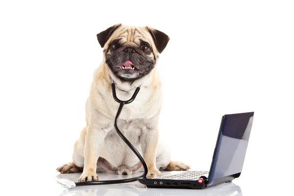 Mops pies na białym tle lekarza — Zdjęcie stockowe