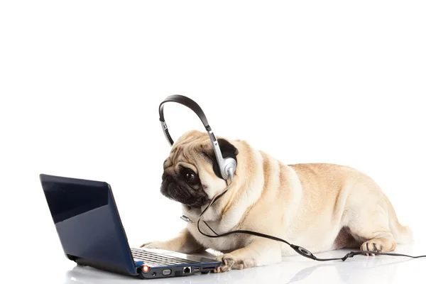 Cão pug com fone de ouvido isolado em fundo branco callcenter — Fotografia de Stock