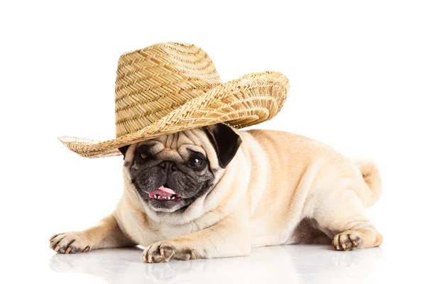 Pug dog mexican hat isolated on white background — Stock Photo, Image