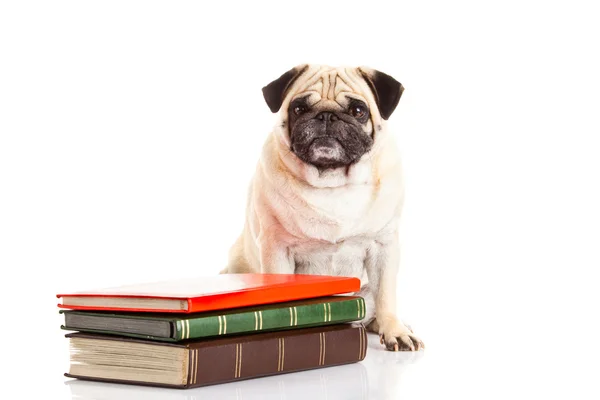 Carlino cane und libri isolati su sfondo bianco — Foto Stock