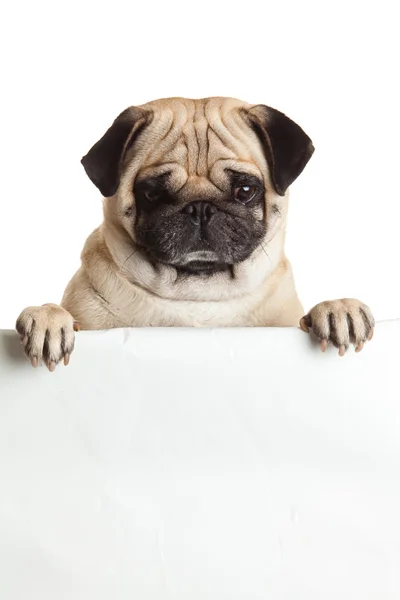 Mops Hund mit Bunner isoliert auf weißem Hintergrund. Design — Stockfoto