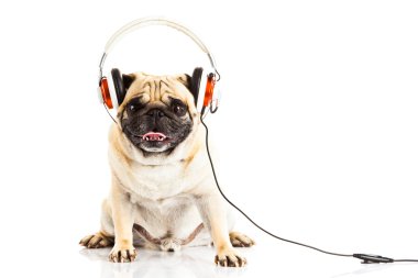 Beyaz arka plan üzerinde izole kulaklık ile pug köpek