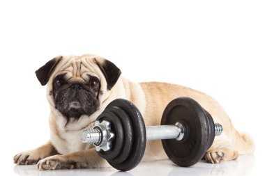 Beyaz arka plan üzerinde izole pug köpek halter