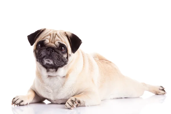 Pug dog beyaz arkaplanda izole — Stok fotoğraf