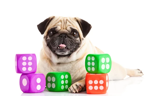 pug dog isolated on white background dices