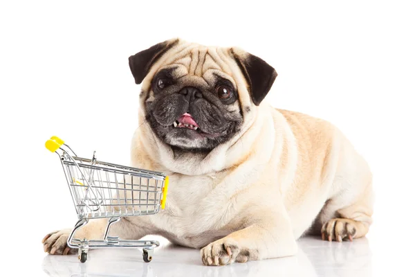 Alışveriş sepetiniz beyaz zemin üzerine izole pug köpek. alışveriş — Stok fotoğraf