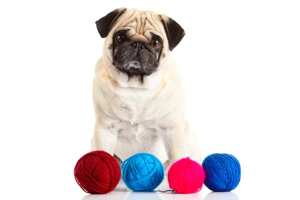 Pug dog thread balls isolated on white background doctor — Stock Photo, Image