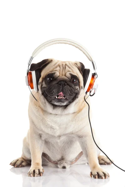 Mops pes s sluchátka izolovaných na bílém pozadí — Stock fotografie