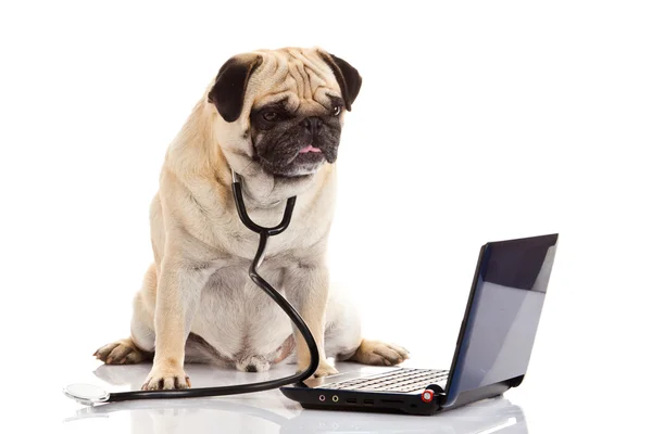 Mops Hund isoliert auf weißem Hintergrund Arzt — Stockfoto