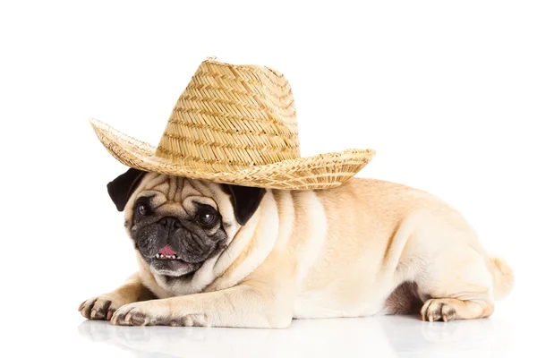 Mops Hund mexikanischen Hut isoliert auf weißem Hintergrund — Stockfoto