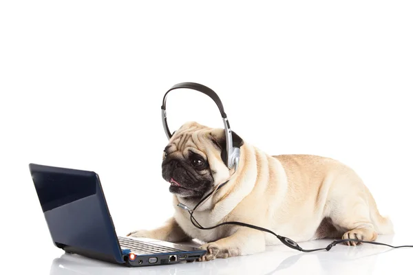 Cane carlino con cuffie isolato su sfondo bianco call center — Foto Stock