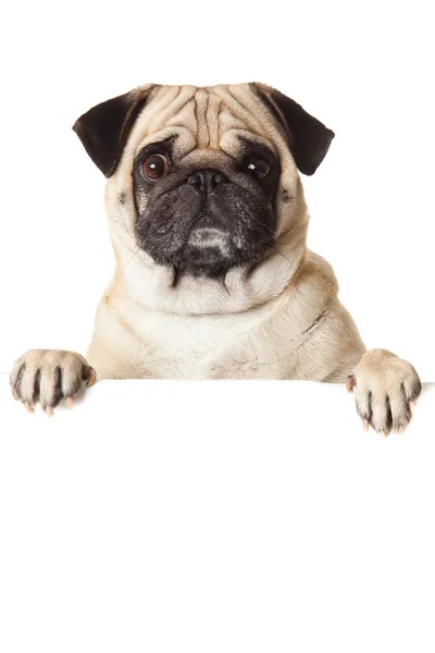 Pug dog with bunner isolated on white background. design — Stock Photo, Image