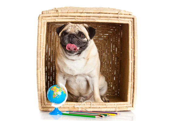 Mops Hund in Box isoliert auf weißem Hintergrund — Stockfoto