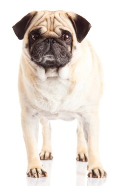pug dog beyaz arkaplanda izole