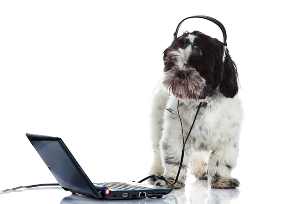 Shih tzu call center computador isolado no fundo branco — Fotografia de Stock