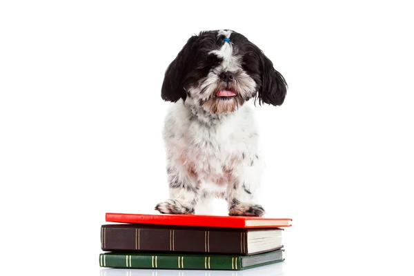 Shih tzu con libri isolati su sfondo bianco — Foto Stock