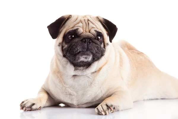 Pug hond geïsoleerd op witte achtergrond — Stockfoto