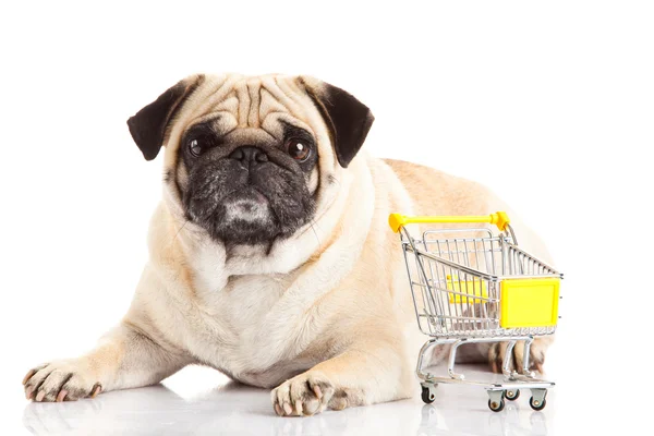 Cão pug compras trolly isolado no fundo branco. comprador — Fotografia de Stock