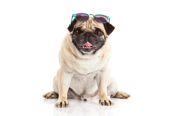 Pug cães óculos isolados no fundo branco — Fotografia de Stock