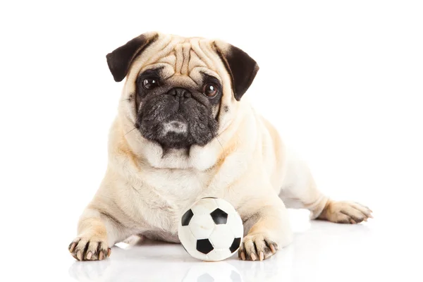 Pug dog isolated on white background, soccer. ball — Stock Photo, Image