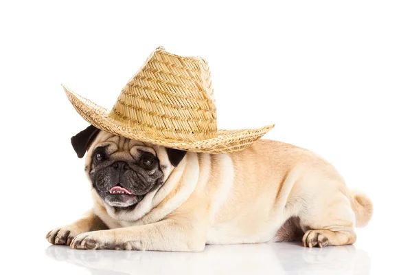 Pug dog mexican hat isolated on white background — Stock Photo, Image