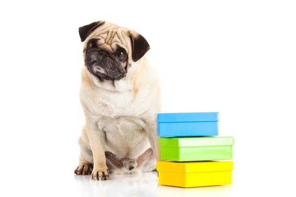 Pug dog boxes isolado no fundo branco, presente — Fotografia de Stock