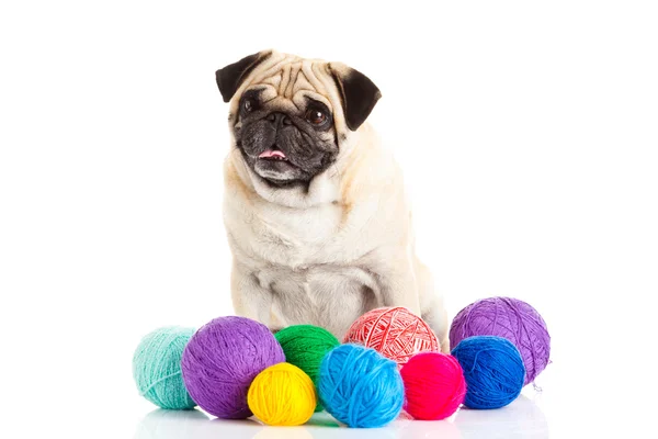 Pug dog thread balls isolated on white background doctor — Stock Photo, Image