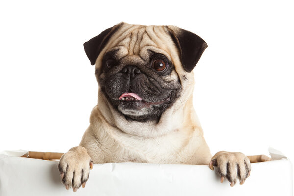 pug dog with bunner isolated on white background. design