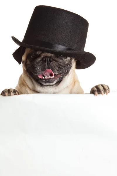 Mops Hund mit Bunner isoliert auf weißem Hintergrund. Design — Stockfoto