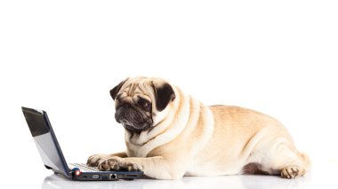 Beyaz arka plan üzerinde izole pug köpek bilgisayar