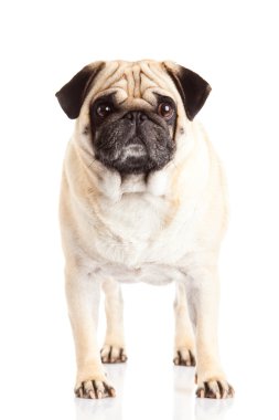 pug dog beyaz arkaplanda izole