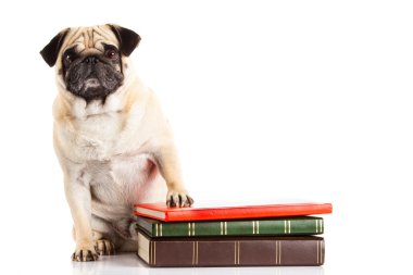 Beyaz arka plan üzerinde izole köpek und kitaplar pug