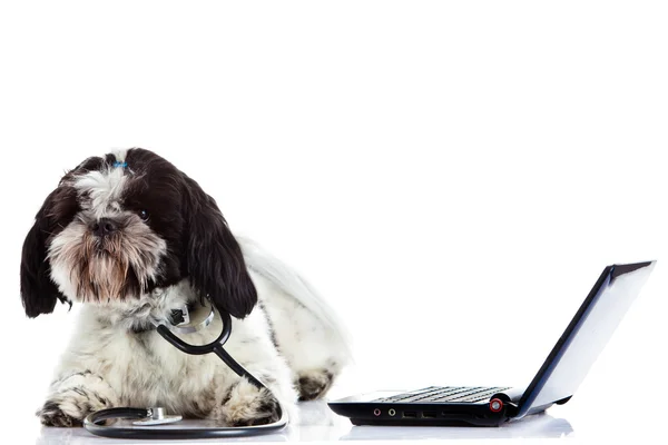 Shih tzu médico ordenador aislado sobre fondo blanco —  Fotos de Stock