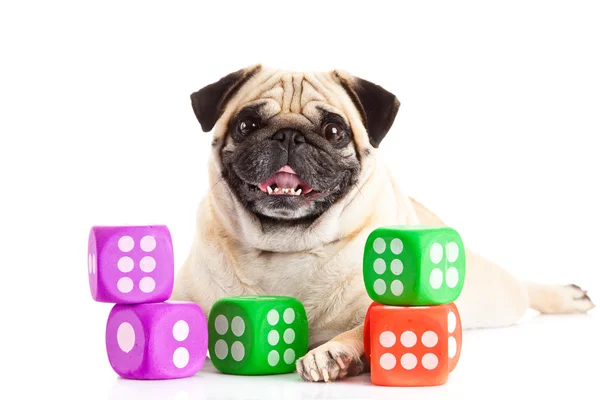 Pug dog isolated on white background dices — Stock Photo, Image
