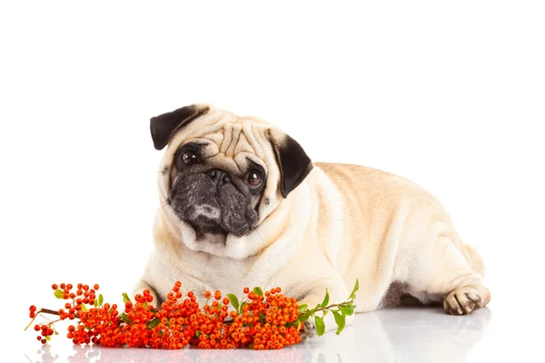 Pug dog isolated on white background — Stock Photo, Image