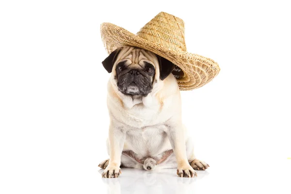 Pug σκυλί μεξικάνικο καπέλο που απομονώνονται σε λευκό φόντο — Φωτογραφία Αρχείου
