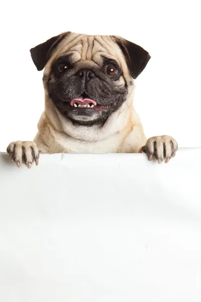 Mops hunden med bunner isolerad på vit bakgrund. design Stockfoto