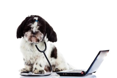 Beyaz arka plan üzerinde izole shih tzu doktor bilgisayar