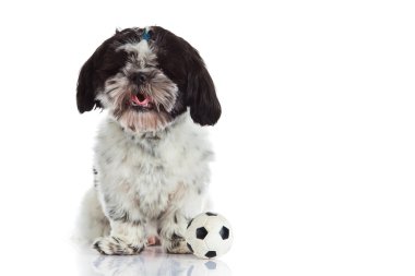 Shih tzu beyaz zemin üzerine izole topu ile