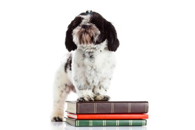 Shih tzu izole beyaz zemin üzerine kitaplar