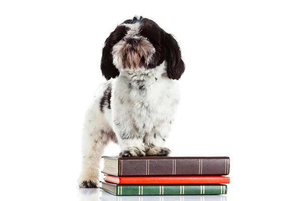 Shih tzu con libri isolati su sfondo bianco — Foto Stock