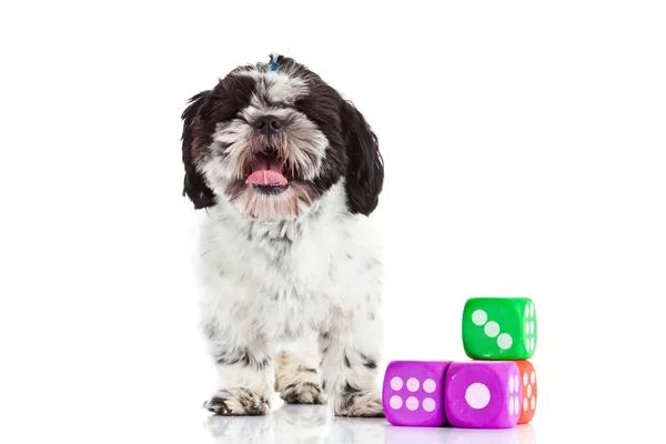 Shih tzu with dices isolated on white background — Stock Photo, Image