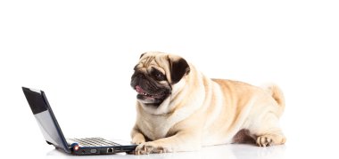 Beyaz arka plan üzerinde izole pug köpek bilgisayar