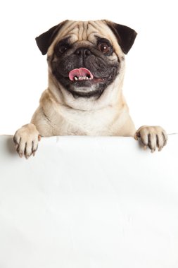 Beyaz arka plan üzerinde izole bunner Pug köpek. Tasarım